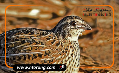 آشنایی با ساختار بدن بلدرچین (آناتومی بلدرچین)